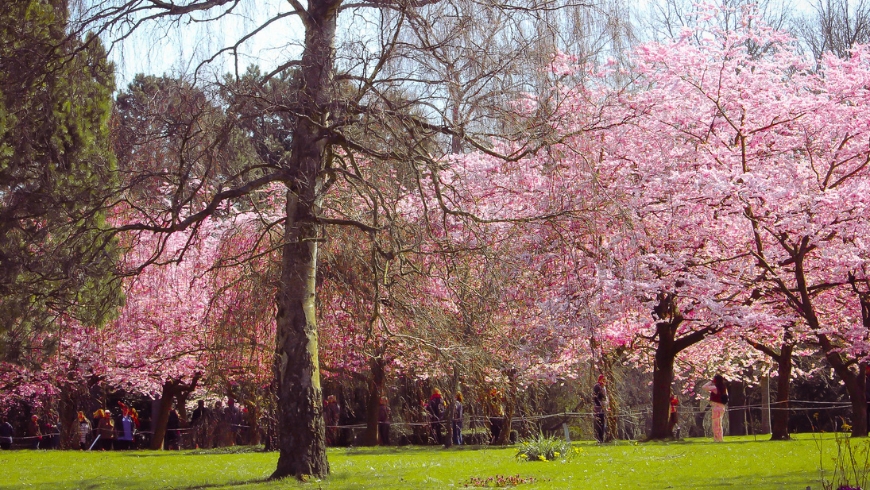 Primavera che sboccia in una delle tante aree verdi di Copenaghen