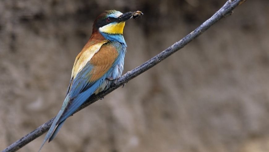 European Bee-eater, Sierra Norte de Sevilla