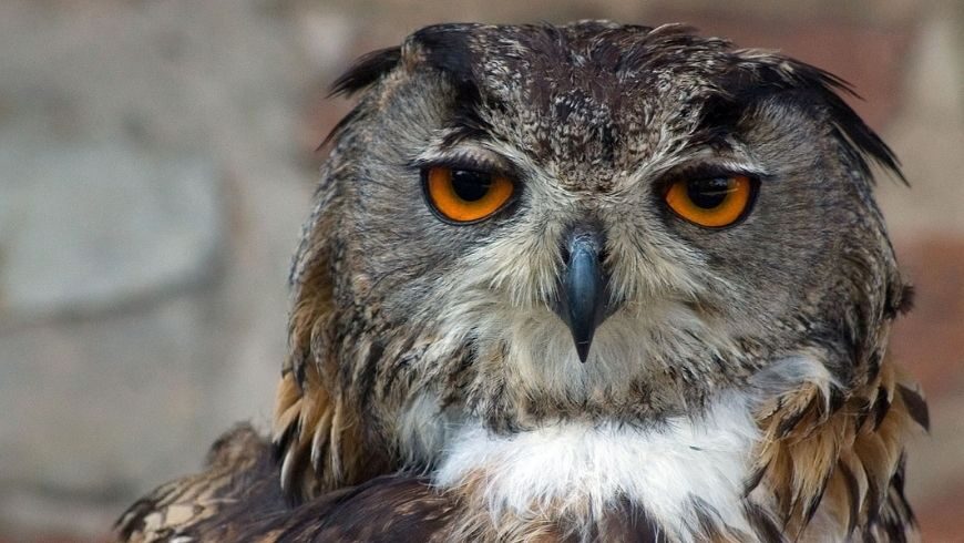 Eagle Owl