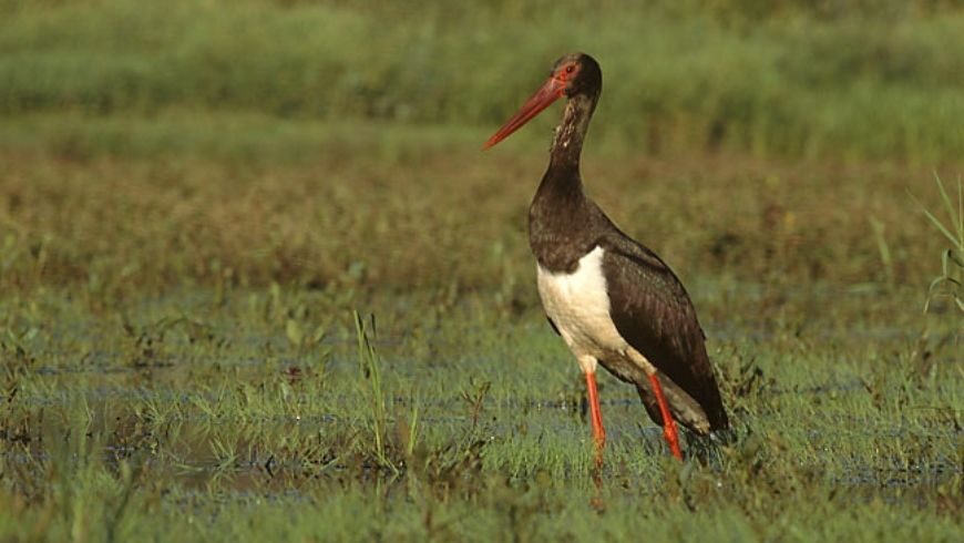 Black Stork