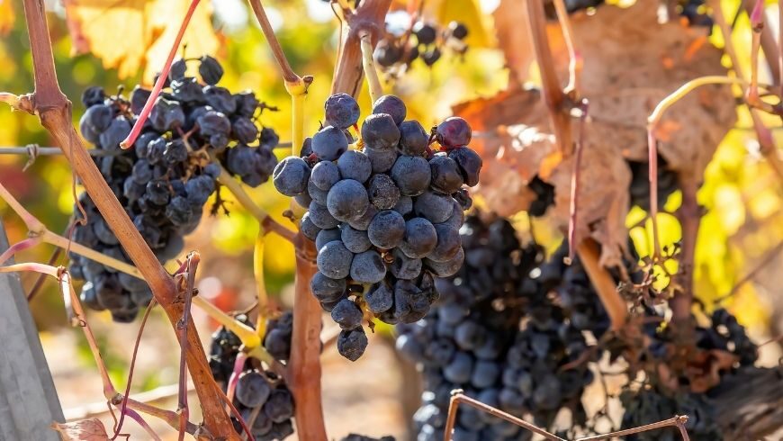 Vineyards Costa Blanca
