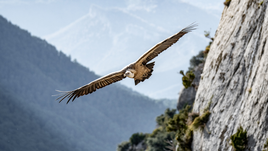 Griffon Vulture